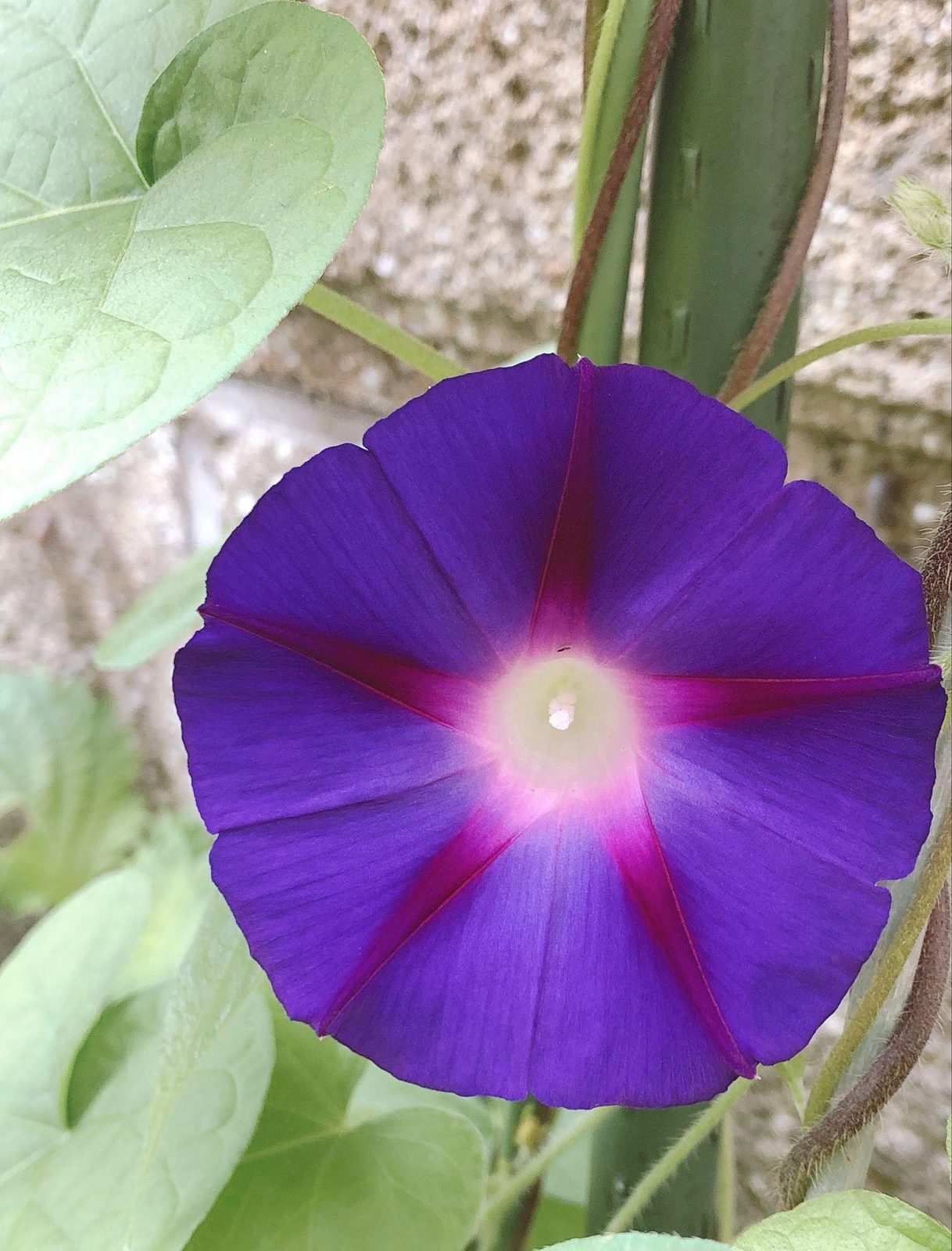 庭に咲いた紫色の朝顔